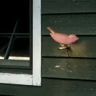 Buitenwandlamp in geëmailleerd Toscaans majolica, gemaakt in Italië - Uccellino Viadurini