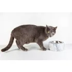 Honden- en kattenkom in wit Carrara-marmer gemaakt in Italië - Ciotta Viadurini