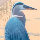 Compositie van houten schilderijen met vogelprint Made in Italy - Belize Viadurini