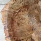 Staande wastafel van fossiel hout, uniek ontwerp Viadurini