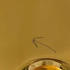 Moderne wastafel op aanrecht in goudkeramiek gemaakt in Sofia, Italië Viadurini