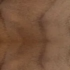 Gewatteerde stoel met eikenhouten onderstel Made in Italy - Sebastian Viadurini